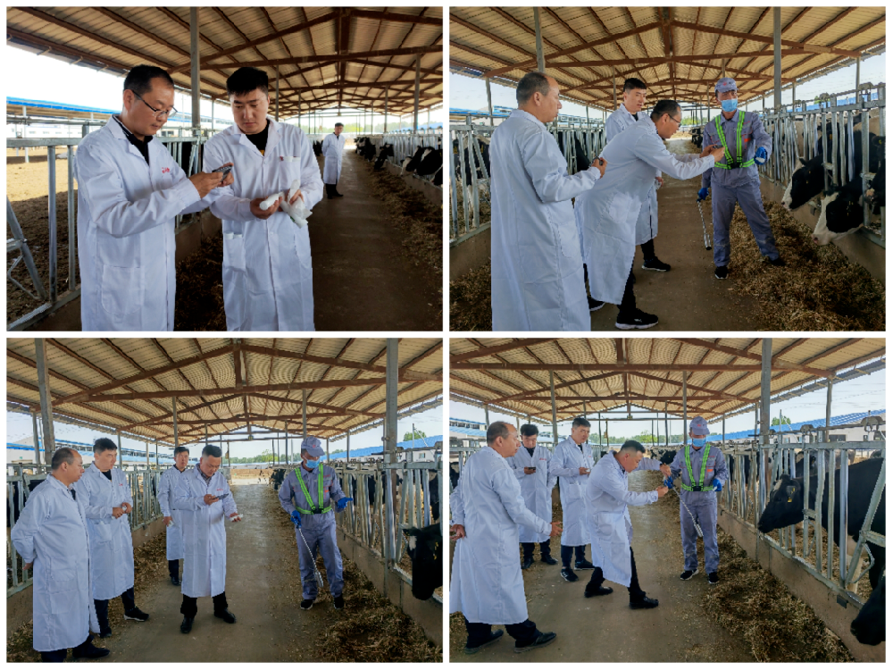 革泰畜牧管理：牧安康芯监测仪助力打造更智能、更健康的畜群